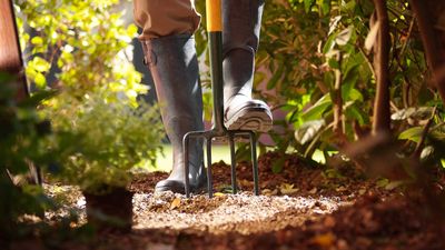 Skyseed is a vigorous invasive weed that is becoming a problem in backyards – here's how to identify and control it