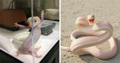 50 Ridiculously Photogenic Animals (New Pics)