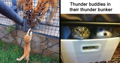 “A Place Where We Can Laugh At Our Non-Human Friends”: 46 Times Animals Were The Funniest