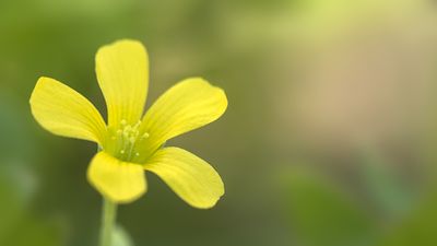 How to remove yellow wood sorrel – expert advice on ridding your garden of this explosive weed