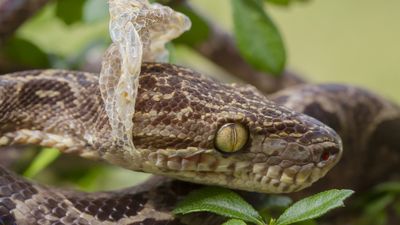 Why do snakes shed their skin?
