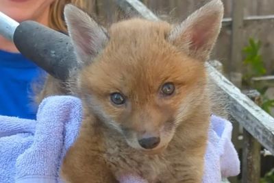 Fox cub stuck in gap after waiting for mother to bring food rescued by RSPCA