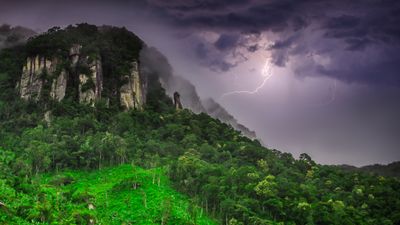 Tropical tree in Panama has evolved to kill its 'enemies' with lightning