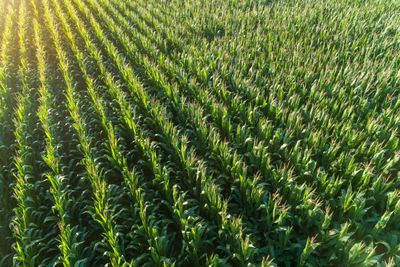 Ag Futures Markets Are Suffering a Severe Case of Tariff Indigestion. When Will They Rebound?