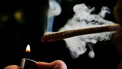 Dutch cannabis growers welcome expansion of scheme to legalise sales