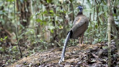 Trail camera footage surprises park officials: video of a rare pheasant in Thailand leaves conservationists thrilled