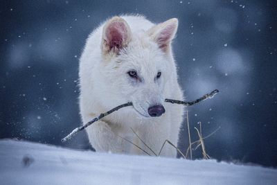 Scientists genetically engineer wolves with white hair and muscular jaws like the extinct dire wolf