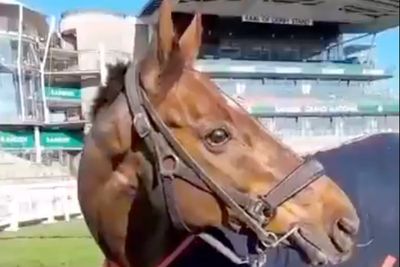 Horse dies days after collapsing in Grand National