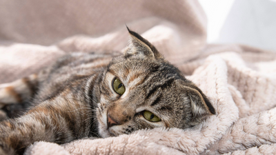 Is my cat sick? Vet reveals 10 signs it’s time to pay them a visit
