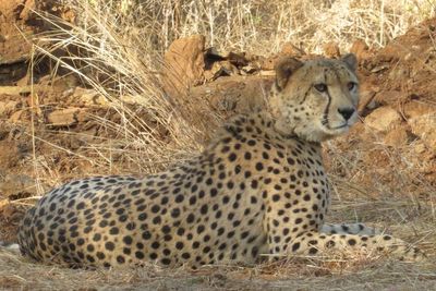 Driver set to be disciplined for giving water to India cheetahs in viral video