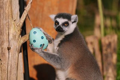 In Pictures: Never too early for Easter eggs at London Zoo