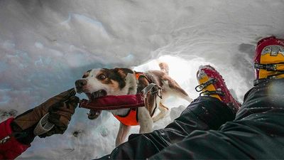 Meet Zen, the border collie teaching rescue dogs as climate change compounds avalanche risks