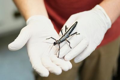 Prague Zoo joins the effort to ensure the survival of a rare insect once considered extinct
