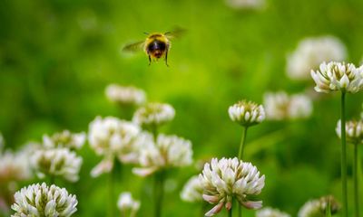 The buzz about living the good life