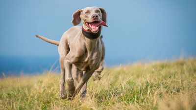 Weimaraners are elegant, energetic and loyal, which can make them perfect for active families