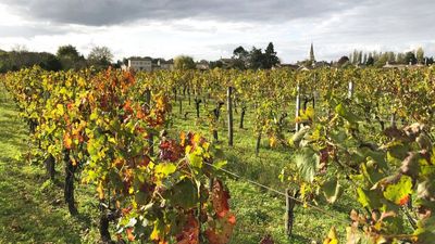 Brussels bets on alcohol-free wine as drinking habits across EU change