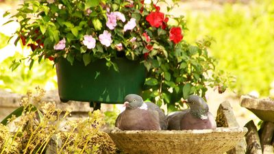 Wildlife experts share the unusual colors that will deter pigeons from your yard – and how to add them subtly and tastefully