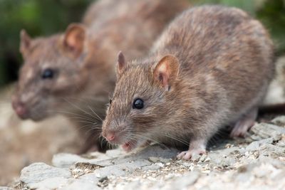 Local authority pest control call-outs up 3% over a year