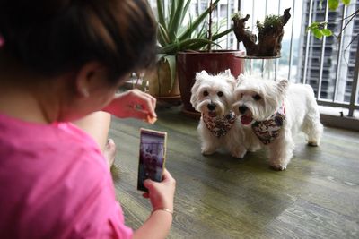 Pets make better social media influencers than people, study confirms