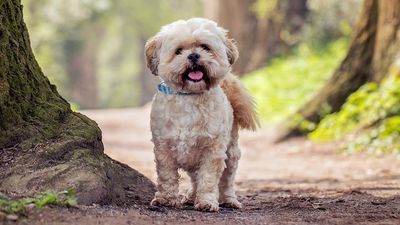 10 of the cutest teddy bear dog breeds we’ve ever seen