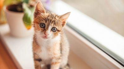 What is a dilute calico cat? A vet reveals all about this rare feline