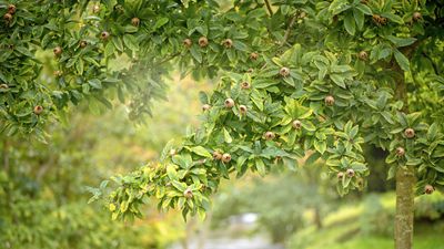 How to grow medlar trees – to enjoy a harvest of unusual fruits from this forgotten heritage species