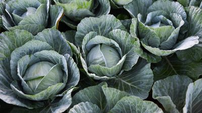 How to grow cabbages in containers – expert tips for top harvests in small urban spaces
