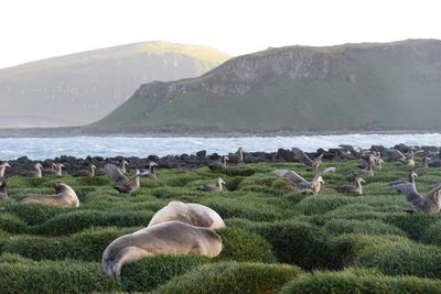 Not Just Penguins On Antarctic Islands Hit By Trump Tariffs