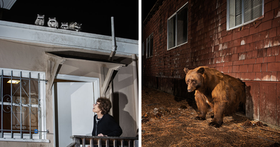 This Photographer Captured Wild Animals Strolling Through Residential Neighborhoods In The United States (27 Pics)