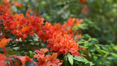 How to revive old rhododendron plants – pruning advice from a professional gardener to save your struggling shrubs