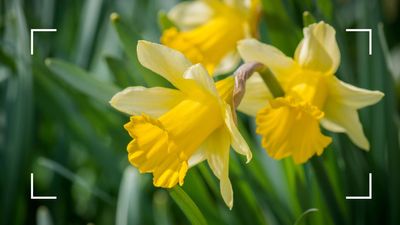 Should you deadhead daffodils? Gardening experts share their advice for longer-lasting blooms