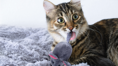 Why does my cat bring me toys and other ‘gifts’? 3 vet-verified reasons