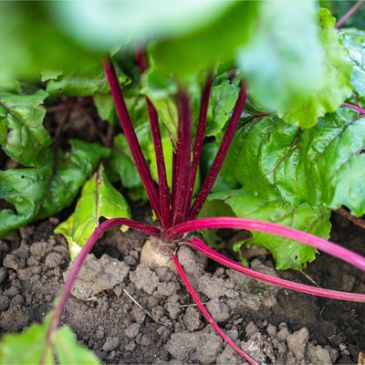 When to plant beetroot seedlings outside – and one clever way to tell if the soil is warm enough