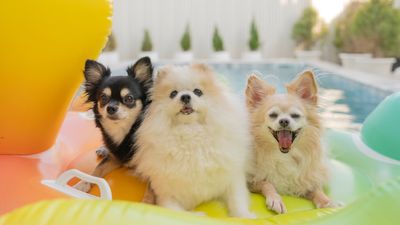Chihuahua vs. Pomeranian: Which tiny dog is best for you?