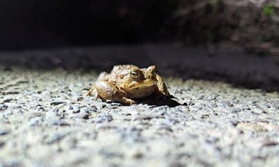 Toads risk their lives crossing a Somerset road to mate. This year, a patrol rescued thousands