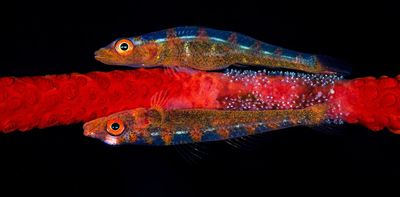We study ‘planktivores’ – and found an amazing diversity of shapes among plankton-feeding fishes
