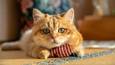 4 easy DIY cat toys to make at home