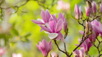 How to fertilize magnolias – garden experts reveal the secrets to better blooming, and timing is critical