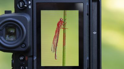 These are my five top tips to control focus in macro photography