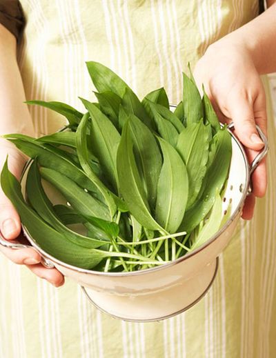 Where to find wild garlic in London (and how to forage responsibly)