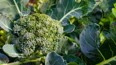 These 5 plants can help you get the best, and potentially tastiest, broccoli ever – discover what to plant with broccoli, and what to avoid