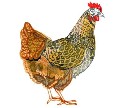Why do chickens have two legs and why does ice crackle in water? The kids’ quiz
