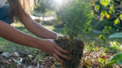 7 shrubs to plant in April to transform beds and borders – including native plants and bushes suitable for dry or wet spots