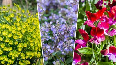 What to plant in April: 9 pretty picks to add to your garden this month