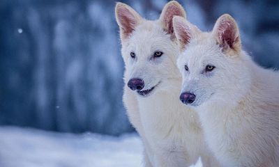 Why resurrect the dire wolf when existing animals are facing extinction?