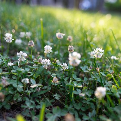 When to sow a clover lawn for an effortless, wildlife-friendly garden – the bees will love you for it