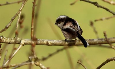 Bird School by Adam Nicolson review – where are all our feathered friends?