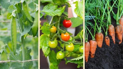 Vegetables to plant in April: 9 crops to start now for a delicious harvest later in the year