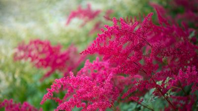 How to grow astilbe – expert advice on cultivating this shade-tolerant flowering perennial