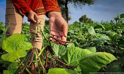 Climate change puts India’s pulse production at risk